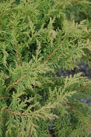 Attēlu rezultāti vaicājumam “Badhamia capsulifera var. arborea sessile”