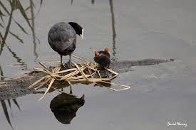 Attēlu rezultāti vaicājumam “Fulica atra adult”