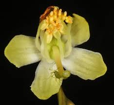 Attēlu rezultāti vaicājumam “Pyrola chlorantha”