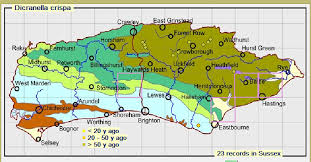 Attēlu rezultāti vaicājumam “Dicranella crispa”