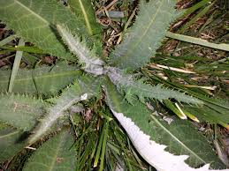 Attēlu rezultāti vaicājumam “Cirsium heterophyllum leaf”