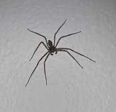 Attēlu rezultāti vaicājumam “Philodromidae”