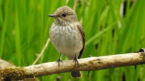 Attēlu rezultāti vaicājumam “Muscicapa striata adult”