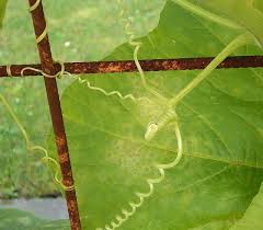 Attēlu rezultāti vaicājumam “Cucurbita pepo leaf”