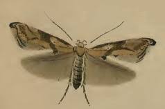 Attēlu rezultāti vaicājumam “Epermenia falciformis”