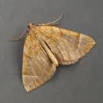 Attēlu rezultāti vaicājumam “Eulithis testata”