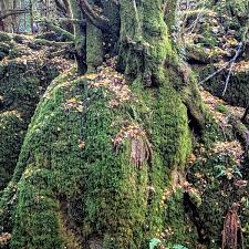 Attēlu rezultāti vaicājumam “moss”