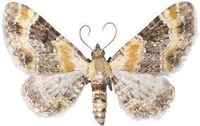 Attēlu rezultāti vaicājumam “Eupithecia linariata”