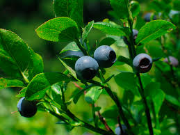 %name Frutti di bosco per restare in forma