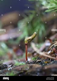 Attēlu rezultāti vaicājumam “Buxbaumia aphylla sporophyte”