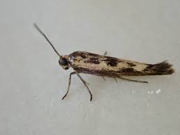 Attēlu rezultāti vaicājumam “Scythris limbella”