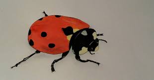 Attēlu rezultāti vaicājumam “Coccinella quinquepunctata”