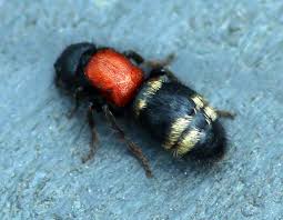 Attēlu rezultāti vaicājumam “Mutilla europaea”