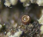 Attēlu rezultāti vaicājumam “Licea chelonoides”