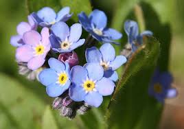 Image result for Myosotis sylvatica