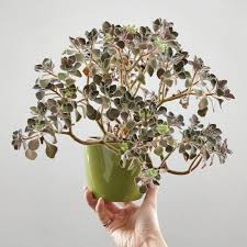 Image result for Aichryson