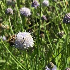 Image result for Succisella inflexa