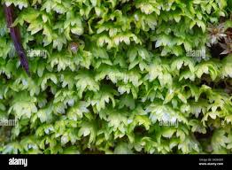 Attēlu rezultāti vaicājumam “Fissidens osmundoides”