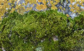 Attēlu rezultāti vaicājumam “Homalothecium sericeum”