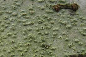 Attēlu rezultāti vaicājumam “Pertusaria leioplaca”