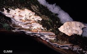 Attēlu rezultāti vaicājumam “Skeletocutis nivea”