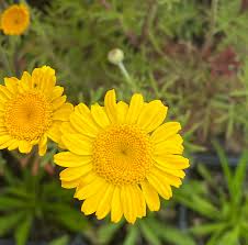 Image result for Färberkamille