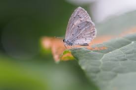 Attēlu rezultāti vaicājumam “Celastrina argiolus underside”