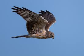 Attēlu rezultāti vaicājumam “Circus pygargus”