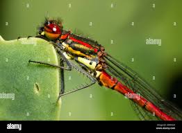 Attēlu rezultāti vaicājumam “Pyrrhosoma nymphula”