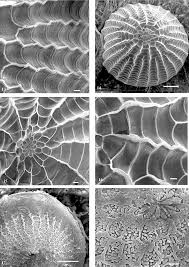 Attēlu rezultāti vaicājumam “Charanyca trigrammica”