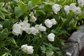Attēlu rezultāti vaicājumam “Anemone sylvestris leaf”