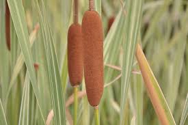 Attēlu rezultāti vaicājumam “Typha latifolia”