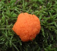 Attēlu rezultāti vaicājumam “Lycogala cf. fossiculatum”