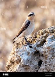 Attēlu rezultāti vaicājumam “Oenanthe oenanthe male”