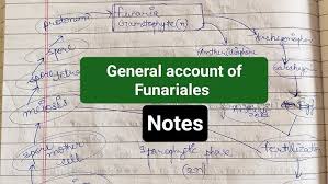 Attēlu rezultāti vaicājumam “Funariales”