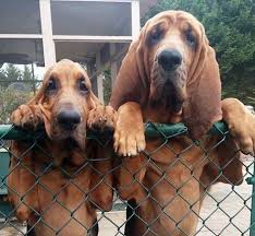 Image result for Carlisle BloodHounds