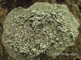 Attēlu rezultāti vaicājumam “Pertusaria albescens”