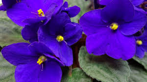 Image result for violet