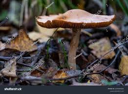 Attēlu rezultāti vaicājumam “Lepista sp.”