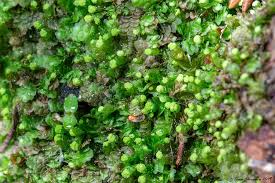 Attēlu rezultāti vaicājumam “Calypogeia integristipula”