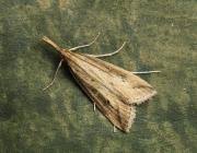 Attēlu rezultāti vaicājumam “Donacaula mucronella”