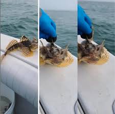 Image result for Myoxocephalus octodecemspinosus