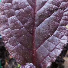 Attēlu rezultāti vaicājumam “Ajuga reptans leaf”