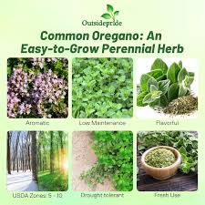 Attēlu rezultāti vaicājumam “Origanum vulgare bud”