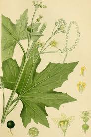 Attēlu rezultāti vaicājumam “Bryonia alba leaf”