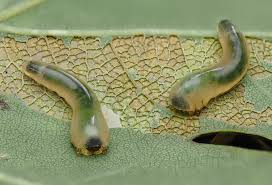 Attēlu rezultāti vaicājumam “Caliroa annulipes larva”