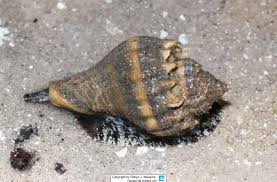 Image result for Melongena corona