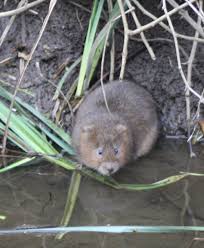 Attēlu rezultāti vaicājumam “Cricetidae”