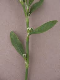 Attēlu rezultāti vaicājumam “Polygonum aviculare leaf”