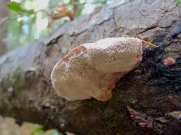 Attēlu rezultāti vaicājumam “Leptoporus mollis”